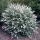 Buddleja davidii 'White Ball' - Törpe, hófehér nyáriorgona