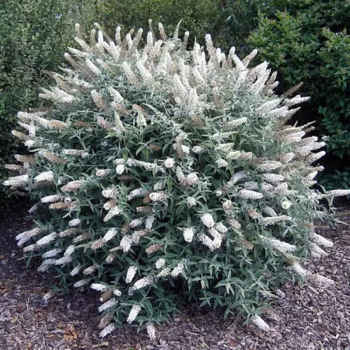 Buddleja davidii 'White Ball' - Törpe, hófehér nyáriorgona