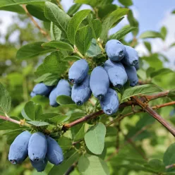 Blue Pagoda kamcsatkai mézbogyó konténerben (cserépben)