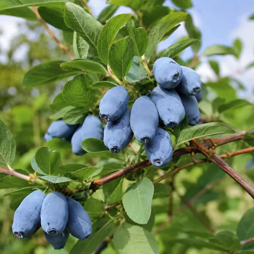 Blue Pagoda kamcsatkai mézbogyó konténerben (cserépben)