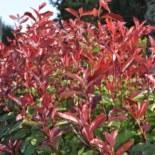 Korallberkenye 'Red Select' konténerben (cserépben)