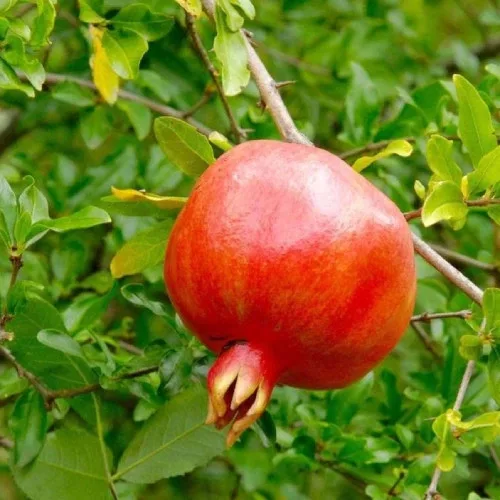 Korai (termős) gránátalma - Punica granatum ‘Crimson Sky’