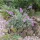 Levendulakék törpe nyáriorgona - Buddleja 'Sophie'