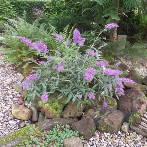 Levendulakék törpe nyáriorgona - Buddleja 'Sophie'