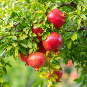 Gránátalma fajták