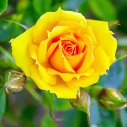 Kerio teahibrid rózsa citromsárga