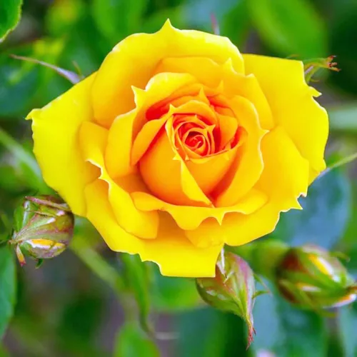 Kerio teahibrid rózsa citromsárga