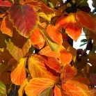 Oszlopos perzsa varázsfa - Parrotia persica ‘Vanessa’