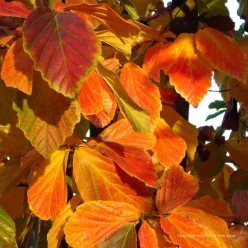 Oszlopos perzsa varázsfa - Parrotia persica ‘Vanessa’