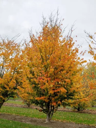 Oszlopos perzsa varázsfa - Parrotia persica ‘Vanessa’