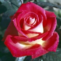   Kronenbourg teahibrid rózsa konténerben (cserépben) - piros, sárga sziromfonákkal