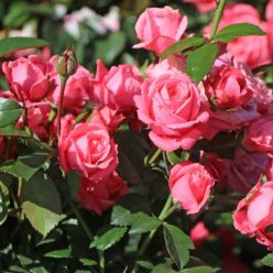 Favorite virágágyi, floribunda rózsa - lazacrózsaszín