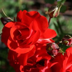   Satchmo virágágyi, floribunda rózsa konténerben (cserépben) - skarlátvörös