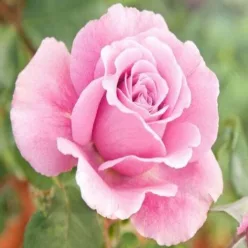   Silvinetta teahibrid rózsa konténerben (cserépben) - halvány rózsaszín