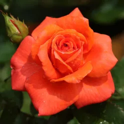   Doris Tysterman teahibrid rózsa konténerben (cserépben) - narancssárga