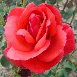   Queen of Bermuda teahibrid rózsa konténerben (cserépben) - téglavörös, sötétvörös fonákkal