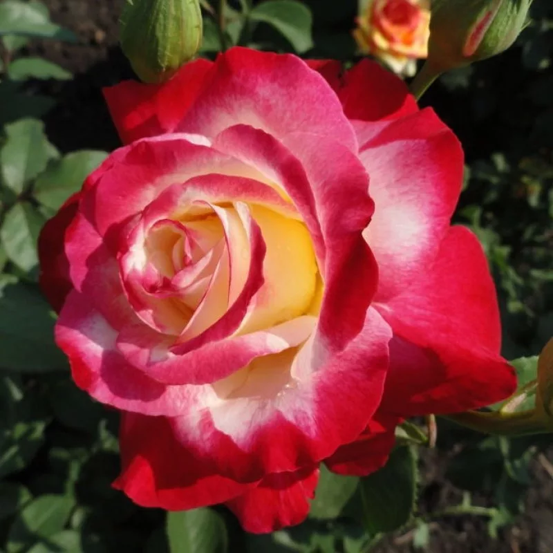 Double Delight teahibrid rózsa konténerben (cserépben)- fehé