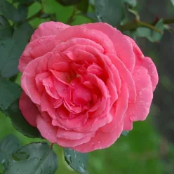   Pariser Charme teahibrid rózsa konténerben (cserépben) - rózsaszín