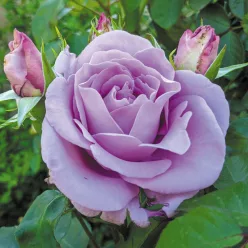   Sissi teahibrid rózsa konténerben (cserépben) - halvány lila