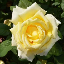   Landora teahibrid rózsa konténerben (cserépben) - sötétsárga