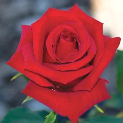   Chrysler Imperial teahibrid rózsa konténerben (cserépben) - sötétpiros