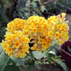 Sungold nyári orgona  konténerben (cserépben) - sárga