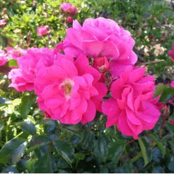   Rubina talajtakaró rózsa konténerben (cserépben) - rózsaszín