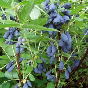 Kamcsatkai mézbogyó fajták