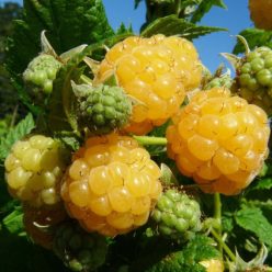   Golden Everest, sárga málnabokor, konténerben (cserépben)