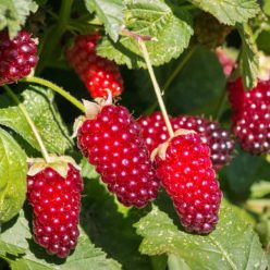   Loganberry kaliforniai szedermálna bokor konténerben (cserépben)