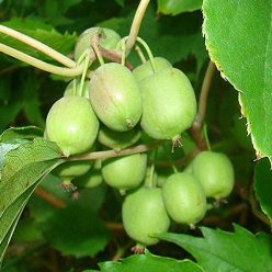   Issay öntermékeny mini kiwi bokor konténerben (cserépben)