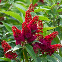   Miss Ruby nyári orgona konténerben (cserépben) - bíborpiros