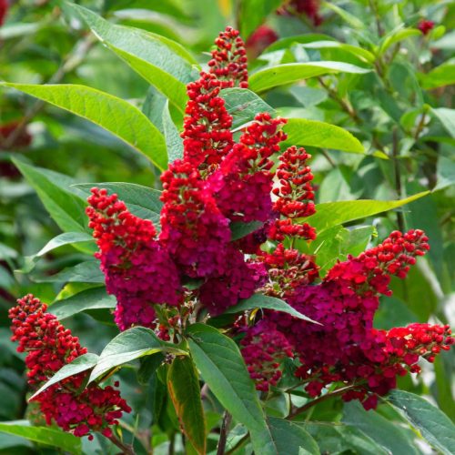 Miss Ruby nyári orgona konténerben (cserépben) - bíborpiros