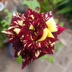   Abracadabra virágágyi, floribunda rózsa konténerben (cserépben) - bordó, vajsárga csíkokkal