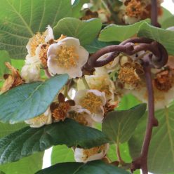 Tomuri (porzó) kiwi bokor konténerben (cserépben)