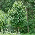 Sunflower indián banánfa konténerben (cserépben)