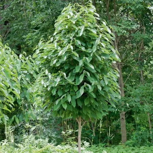 Sunflower indián banánfa konténerben (cserépben)
