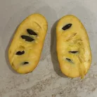 Sunflower indián banánfa konténerben (cserépben)