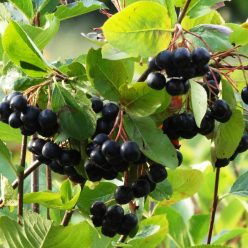 Aronia melancarp 'Viking' - Fekete berkenye