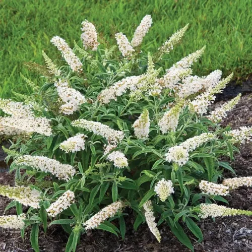 Fehér nyáriorgona - Buddleja 'White Profusion'