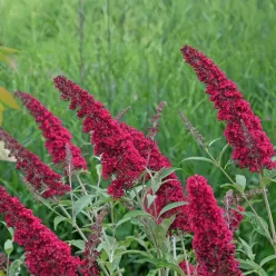 Buddleja davidii 'Royal Red' - bíborszínű nyáriorgona