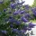 Kék törpe nyáriorgona - Buddleja 'Nanho Blue'