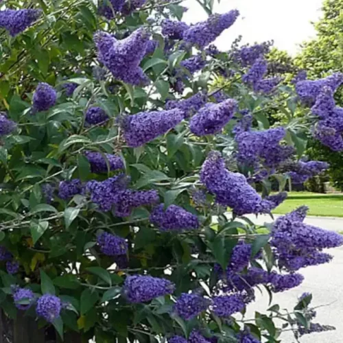 Kék törpe nyáriorgona - Buddleja 'Nanho Blue'