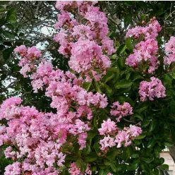 Kínai selyemmirtusz 'Yuma' (Lagerstroemia indica 'Yuma') - mályvalila virágú