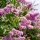 Kínai selyemmirtusz 'Muskogee' (Lagerstroemia indica 'Muskogee') - lilás-rózsaszín virágú