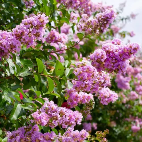 Kínai selyemmirtusz 'Muskogee' (Lagerstroemia indica 'Muskogee') - lilás-rózsaszín virágú
