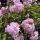 Rózsaszín kínai selyemmirtusz - Lagerstroemia indica 'Apalachee'