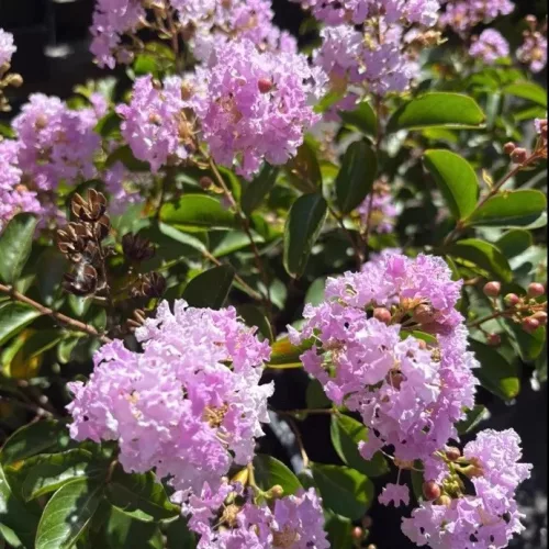 Rózsaszín kínai selyemmirtusz - Lagerstroemia indica 'Apalachee'