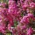 Lagerstroemia indica 'Rosea' - A lenyűgöző rózsaszín indiai selyemmírtusz