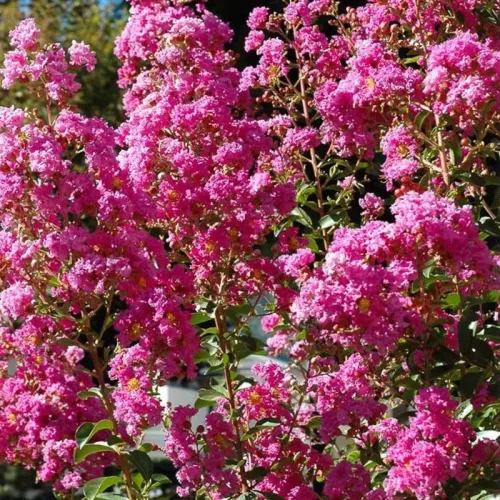 Lagerstroemia indica 'Rosea' - A lenyűgöző rózsaszín indiai selyemmírtusz